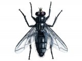 Illustration of Flesh Fly (Sarcophaga carnaria) (#2035)