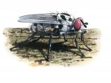 Illustration of Fly (Anthomyia pluvialis) (#1149)