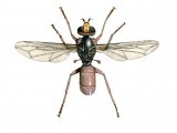 Illustration of Fly (Sicus ferrugineus) (#2533)