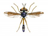 Illustration of Fly (male) (Physocephala rufipes) (#2532)