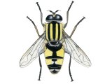 Illustration of Footballer Hoverfly (Helophilus pendulus) (#4283)