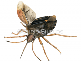 Illustration of Forest Bug (Pentatoma rufipes) (#4676)