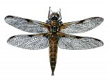Illustration of Dragonfly (Four-Spotted Chaser Libellula quadrimaculata (#1292)