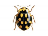 Illustration of Fourteen-Spot Ladybird (Yellow on Black) Propylea 14-puncata (#0499)