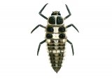 Illustration of Fourteen-spot Ladybird Larvae (Propylaea 14-punctata) (#1795)