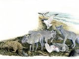 Illustration of Fox (Arctic) Alopex lagopus (#0585)