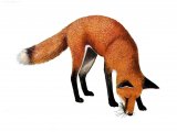 Illustration of Fox (red) Vulpes vulpes (#1621)