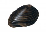 Illustration of Fresh Water Clam Fossil (Carconicola) (#0113)