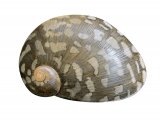 Illustration of Freshwater Nerite (Theodoxus fluviatilis) (#2835)