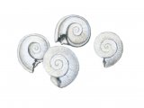 Illustration of Freshwater Snail Fossils (Planorbis) (#0227)