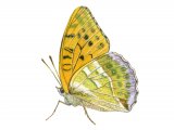 Illustration of Fritillary (Silver-washed) Argynnis paphia (#1464)