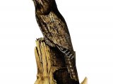 Illustration of Frogmouth (Podargidae) (#4319)
