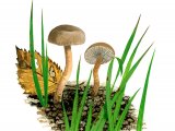 Illustration of Gamundia striatula (#4059)