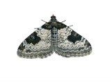 Illustration of Garden Carpet Moth (Xanthorhoe fluctuata) (#2046)