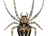 Illustration of Garden Spider (Araneus diadematus) (#1153)