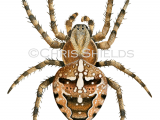 Illustration of Garden Spider (Araneus diadematus) (#2670)