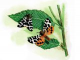 Illustration of Garden Tiger Moth (Arctia caja) (#0926)