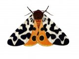 Illustration of Garden Tiger Moth (Arctia caja) (#1424)