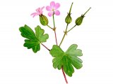 Illustration of Geranium lucidium (#2598)