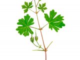 Illustration of Geranium pusillum (Small-flowered Cranes-bill) (#2766)