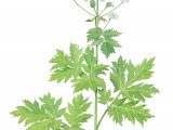 Illustration of Giant Hogweed (Heracleum mantegazzianum).jpg (#4379)
