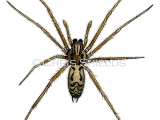 Illustration of Giant House Spider (Eratigena  duellica) (#4692)