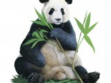 Illustration of Giant Panda (Ailuropoda melanoleuca) (#4180)