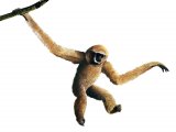 Illustration of Gibbon (Hylobates lar) (#1421)