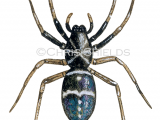 Illustration of Glossy Ant Spider (Micaria pulicaria) (#4703)
