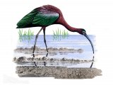 Illustration of Glossy Ibis (Plegadis falcinellus) (#0884)