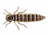 Illustration of Glow-worm (female) Lampyis noctiluca (#1559)