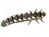 Illustration of Glow-worm (larvae) Lampyis noctiluca (#1561)
