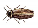 Illustration of Glow-worm (male) Lampyis noctiluca (#1562)
