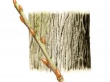 Illustration of Goat Willow bark & twig (Salix caprea) (#2398)