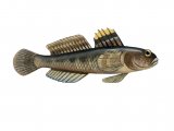 Illustration of Goby (Rock) Gobius paganellus (#1047)