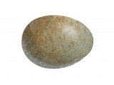 Illustration of Goldcrest egg (Regulus regulus) (#2438)