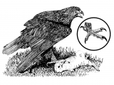 Illustration of Golden Eagle (Aquila chrysaetos) (#1805)