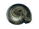 Illustration of Goniatite Fossil (Gastrioceras) (#0220)