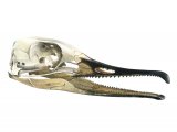 Illustration of Goosander skull (Mergus merganser) (#1754)