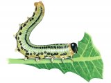 Illustration of Gooseberry Sawfly Larvae (Nematus ribesii) (#2671)