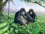 Illustration of Gorilla (Gorilla beringei beringei) (#0798)