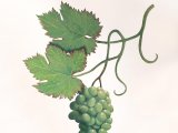Illustration of Belmond Northern Belle mural (Grapes) (#2999)