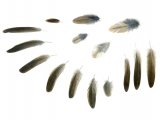 Illustration of Grasshopper Warbler feathers (Locustella naevia) (#1362)