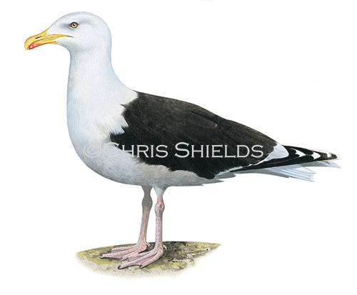 Illustration of Great Black-backed Gull (Larus marinus) (#4555)