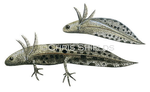 Illustration of Great Crested Newt elf (Triturus cristatus) (#0709)