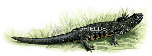 Illustration of Great Crested Newt male (Triturus cristatus) (#0703)