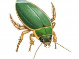 Illustration of Great Diving Beetle (Dytiscus marginalis) (#3430)