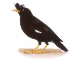 Illustration of Great Myna (Acridotheres fuscus) (#3322)