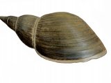 Illustration of Great Pond Snail (Lymnaea stagnalis) (#1556)
