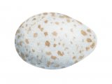 Illustration of Great Tit egg (Parus major) (#2439)